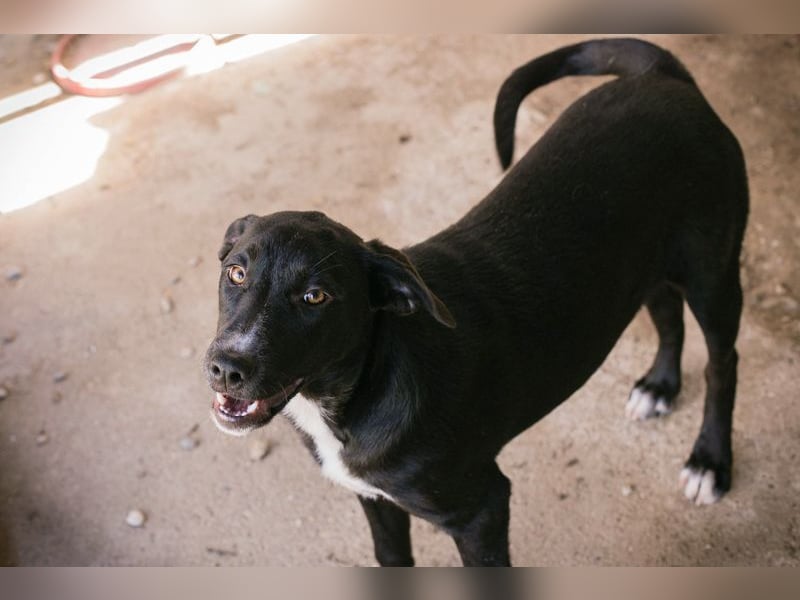 CIARA - die hübsche Maus freut sich auf tolle Abenteuer mit ihrer Familie