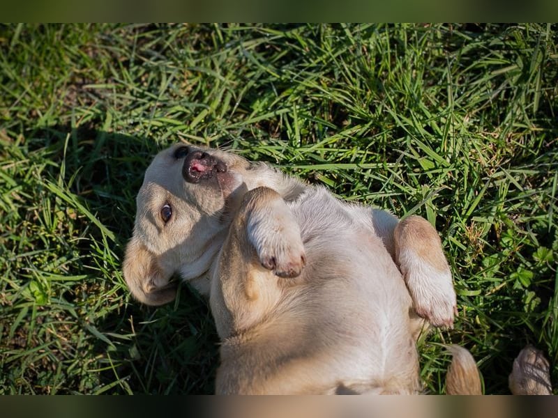 Chip-Nr. 259209 - ich suche eine Familie, die mich liebt, beschützt und mich nie mehr alleine lässt