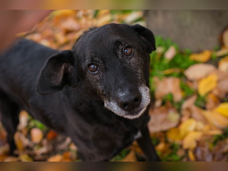 GONZA - der fröhliche, hübsche Rüde sucht unternehmungslustige Menschen!