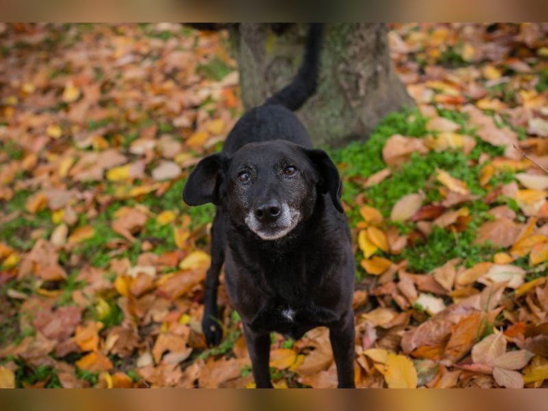 GONZA - der fröhliche, hübsche Rüde sucht unternehmungslustige Menschen!