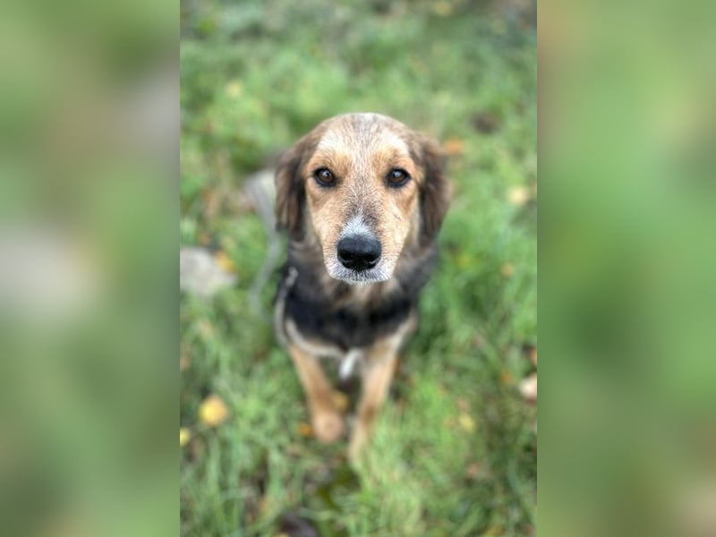 Chip-Nr. 255443  - ich suche einen Namen und am besten auch gleich ein tolles Zuhause