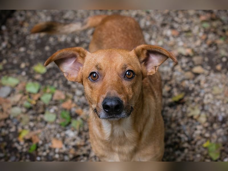 ELIO - der aktive und verspielte, liebe Hundemann möchte mit seinen Menschen die Welt entdecken