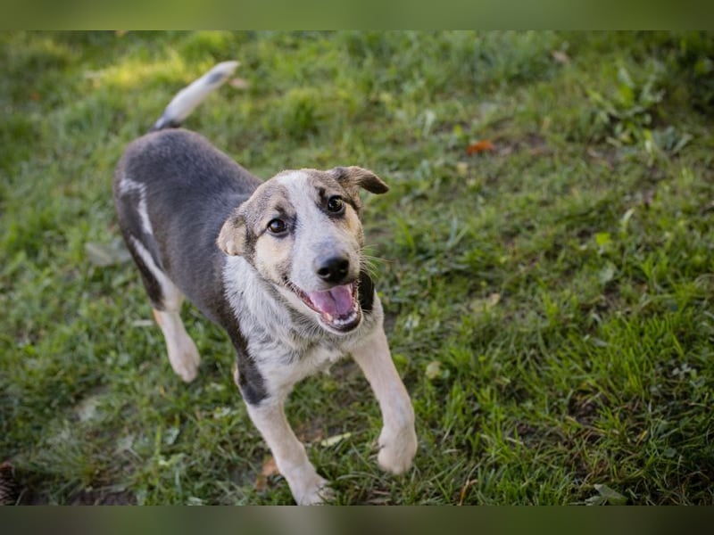 Welpe ABBY - ich suche eine liebevolle Familie!