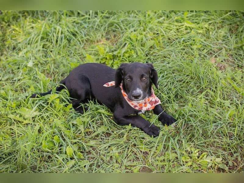 Welpe TIAH -  wer schenkt mir ein Für-Immer Zuhause? Welpe TIAH -  wer schenkt mir ein Für-Immer Zuhause?