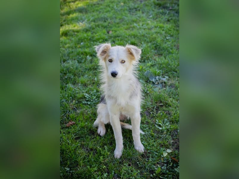 Chip Nr. 256411 - ich suche ein tolles Zuhause mit viel Liebe, Geduld und Einfühlungsvermögen!