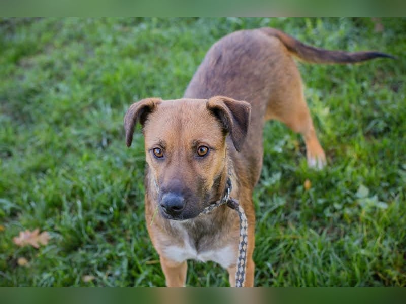 ANDJA  - die fröhliche und aktive Hündin wünscht sich eine unternehmungslustige Familie