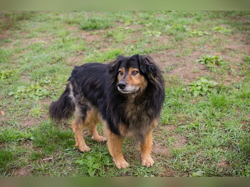 LENNOX - ich suche ein Für-Immer Zuhause bei einfühlsamen Menschen! LENNOX - ich suche ein Für-Immer Zuhause bei einfühlsamen Menschen!
