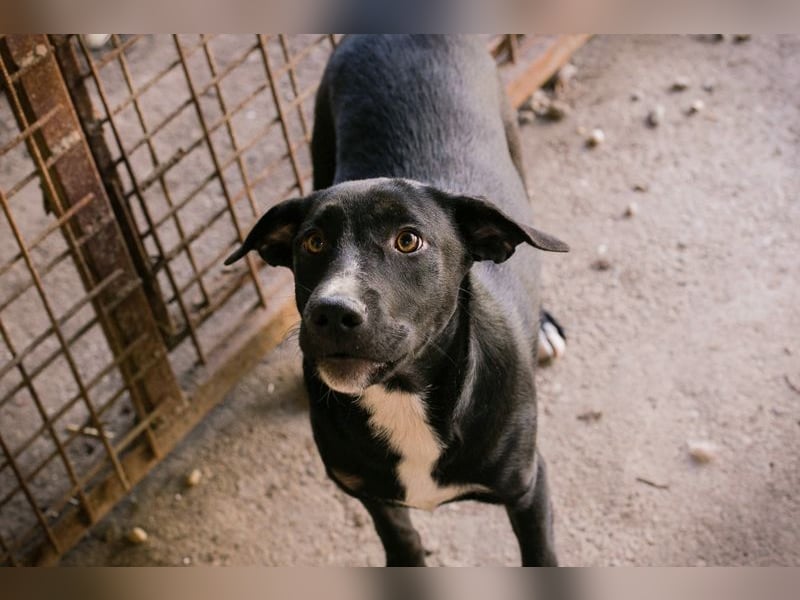 CIARA - die hübsche Maus freut sich auf tolle Abenteuer mit ihrer Familie