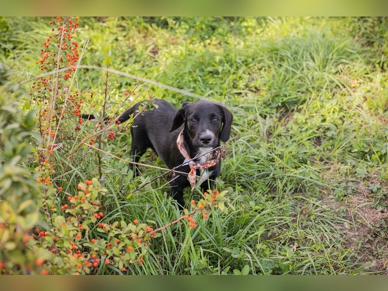 Welpe TIAH -  wer schenkt mir ein Für-Immer Zuhause? Welpe TIAH -  wer schenkt mir ein Für-Immer Zuhause?
