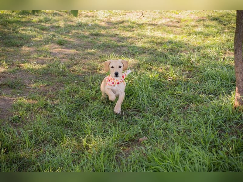 Welpe Chip-Nr. 270070 - die lustige und neugierige kleine Maus träumt von einer eigenen Familie!