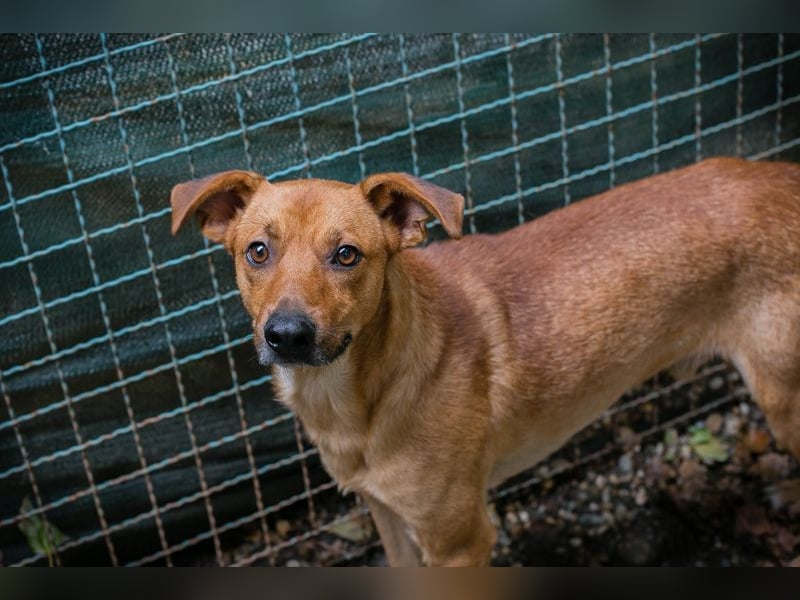 ELIO - der aktive und verspielte, liebe Hundemann möchte mit seinen Menschen die Welt entdecken
