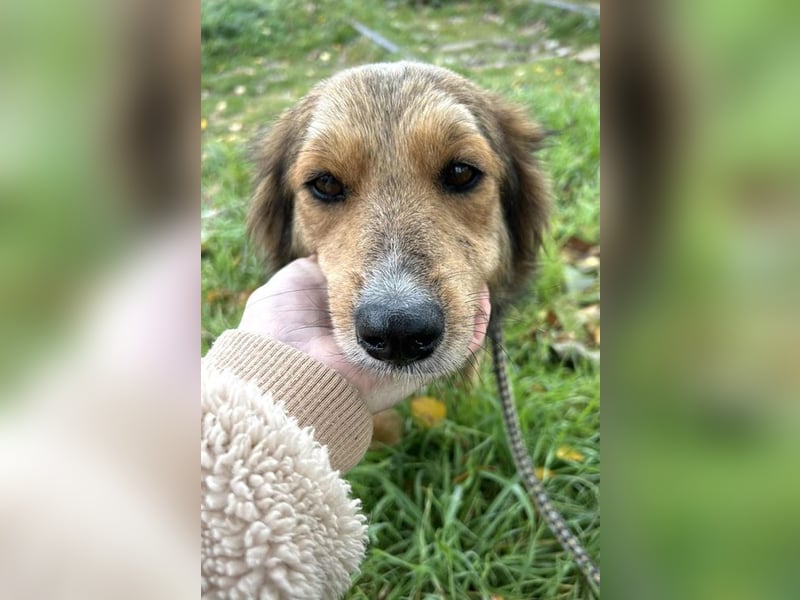 Chip-Nr. 255443  - ich suche einen Namen und am besten auch gleich ein tolles Zuhause