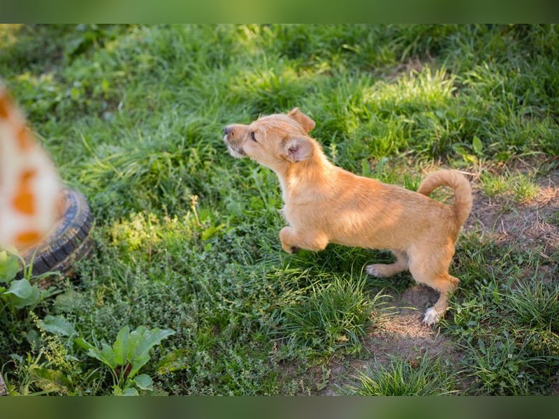 Welpe EMMA - die aufgeweckte kleine Maus freut sich auf ein tolles Für-Immer Zuhause