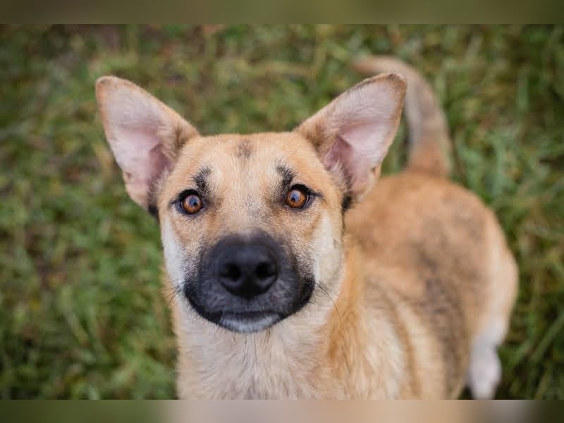 BELLA - die menschenbezogene, süße Hündin möchte so gerne DEINE vierbeinige Begleiterin sein...