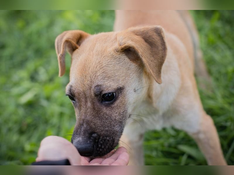 Welpe Chip Nr. 275173 - wenn ich groß bin möchte ich eine richtige Familienhündin sein1