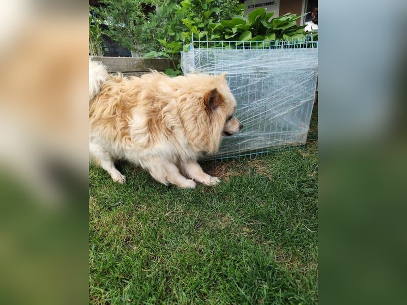 ORSON - der liebe und ruhige Knuddelfan freut sich auf tolle Spaziergänge mit seinen Menschen