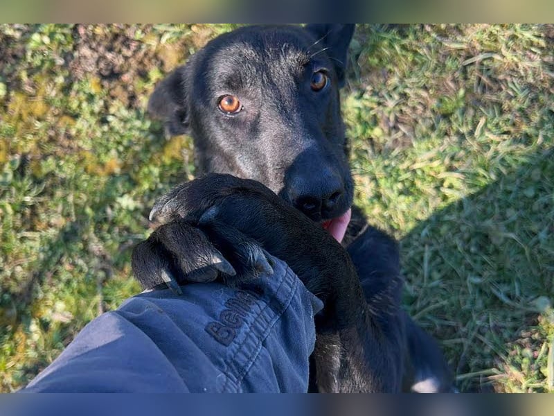 ANOUSH - das liebe Mädchen träumt davon, eine richtige Familienhündin zu sein!