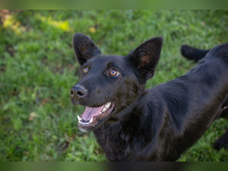 Chip Nr. 254996 - schau mir in die Augen und schenk mir dein Herz...