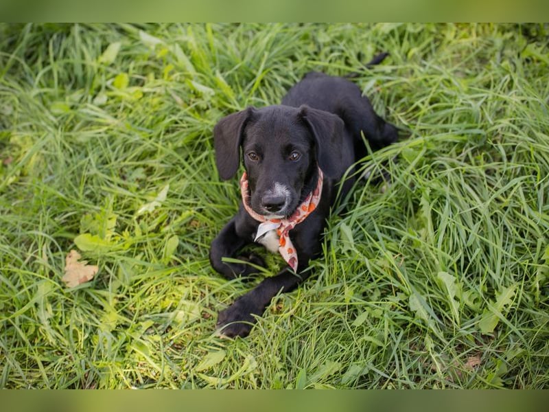 Welpe TIAH -  wer schenkt mir ein Für-Immer Zuhause? Welpe TIAH -  wer schenkt mir ein Für-Immer Zuhause?