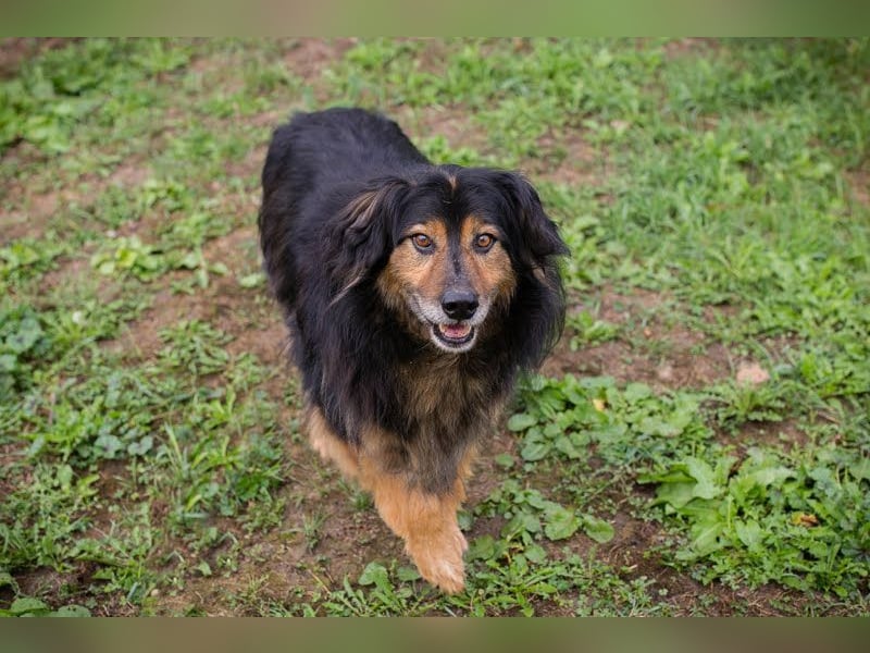 LENNOX - ich suche ein Für-Immer Zuhause bei einfühlsamen Menschen! LENNOX - ich suche ein Für-Immer Zuhause bei einfühlsamen Menschen!