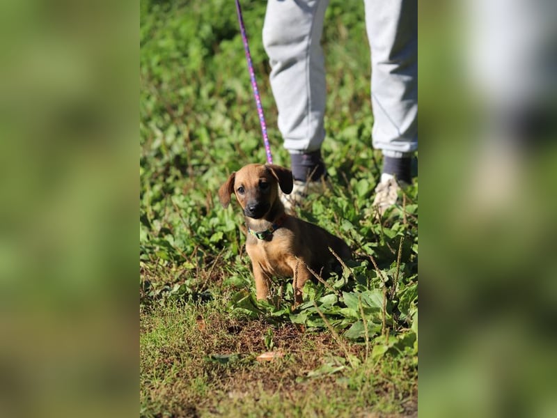 Welpe SCARLETT - ich freue mich auf tolle Abenteuer mit meiner Familie!