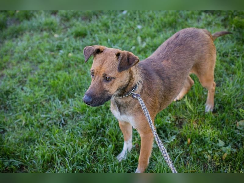 ANDJA  - die fröhliche und aktive Hündin wünscht sich eine unternehmungslustige Familie