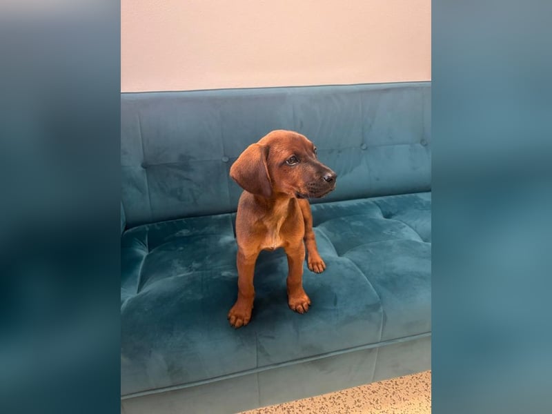 Welpe MIA -  ich freue mich auf tolle Abenteuer mit meinen Menschen!