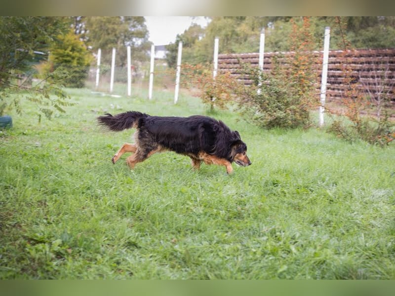 LENNOX - ich suche ein Für-Immer Zuhause bei einfühlsamen Menschen! LENNOX - ich suche ein Für-Immer Zuhause bei einfühlsamen Menschen!