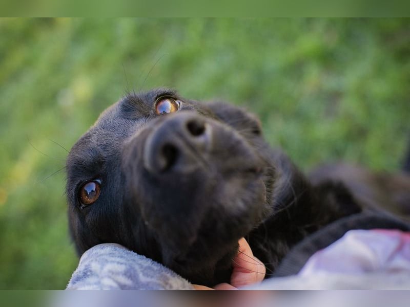 Chip Nr. 254996 - schau mir in die Augen und schenk mir dein Herz...