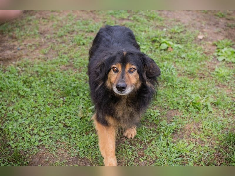 LENNOX - ich suche ein Für-Immer Zuhause bei einfühlsamen Menschen! LENNOX - ich suche ein Für-Immer Zuhause bei einfühlsamen Menschen!