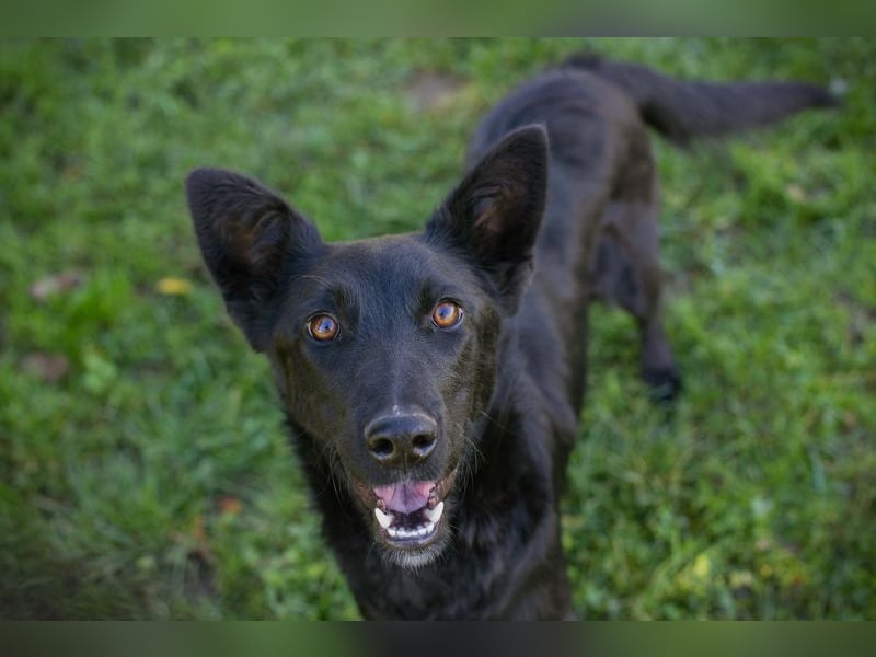 Chip Nr. 254996 - schau mir in die Augen und schenk mir dein Herz...