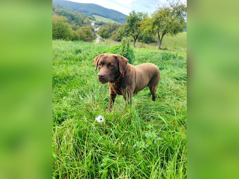 CARLI - der liebe Rüde hat bereits Familienerfahrung und sucht eine aktive, sportliche Familie