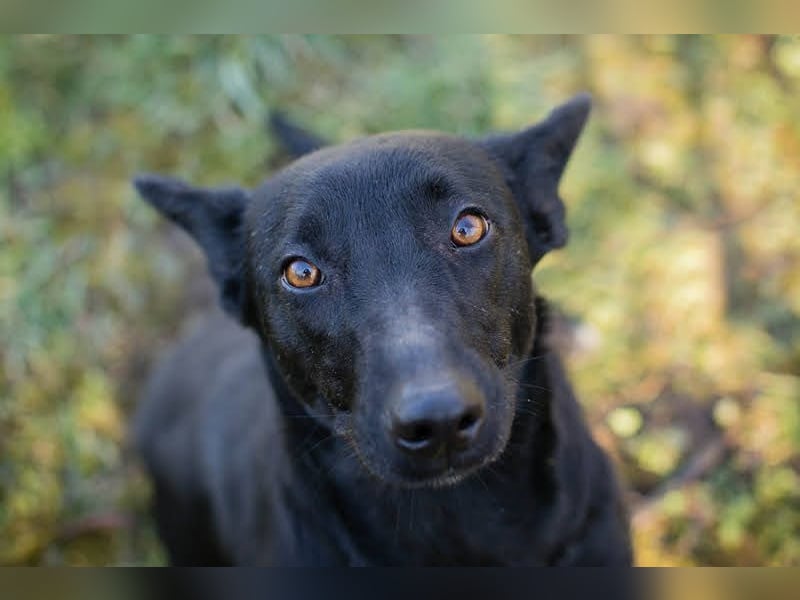 ANOUSH - das liebe Mädchen träumt davon, eine richtige Familienhündin zu sein!