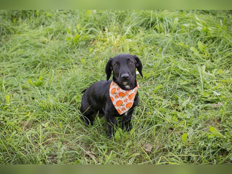 Welpe ROSALIE - die kleine Maus freut sich auf ein tolles Leben mit ihren Menschen! Welpe ROSALIE - die kleine Maus freut sich auf ein tolles Leben mit ihren Menschen!