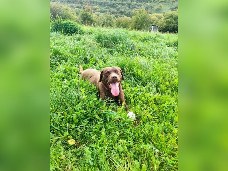 CARLI - der liebe Rüde hat bereits Familienerfahrung und sucht eine aktive, sportliche Familie