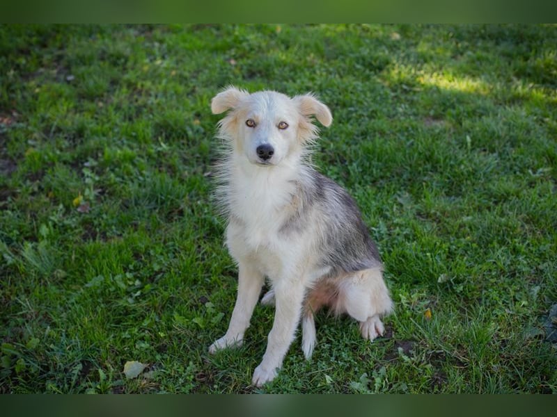 Chip Nr. 256411 - ich suche ein tolles Zuhause mit viel Liebe, Geduld und Einfühlungsvermögen!