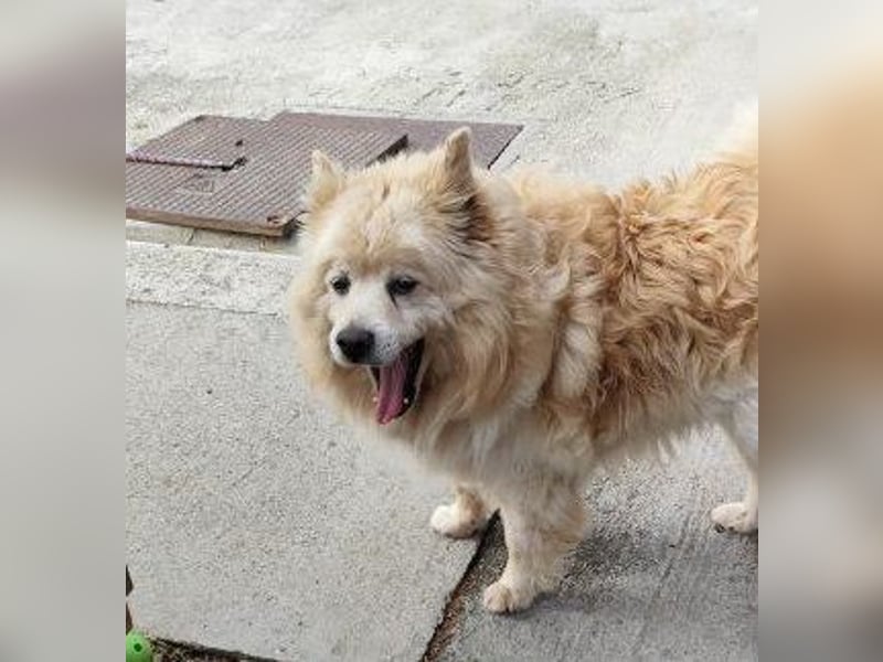 ORSON - der liebe und ruhige Knuddelfan freut sich auf tolle Spaziergänge mit seinen Menschen