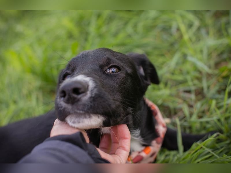 Welpe TIAH -  wer schenkt mir ein Für-Immer Zuhause? Welpe TIAH -  wer schenkt mir ein Für-Immer Zuhause?