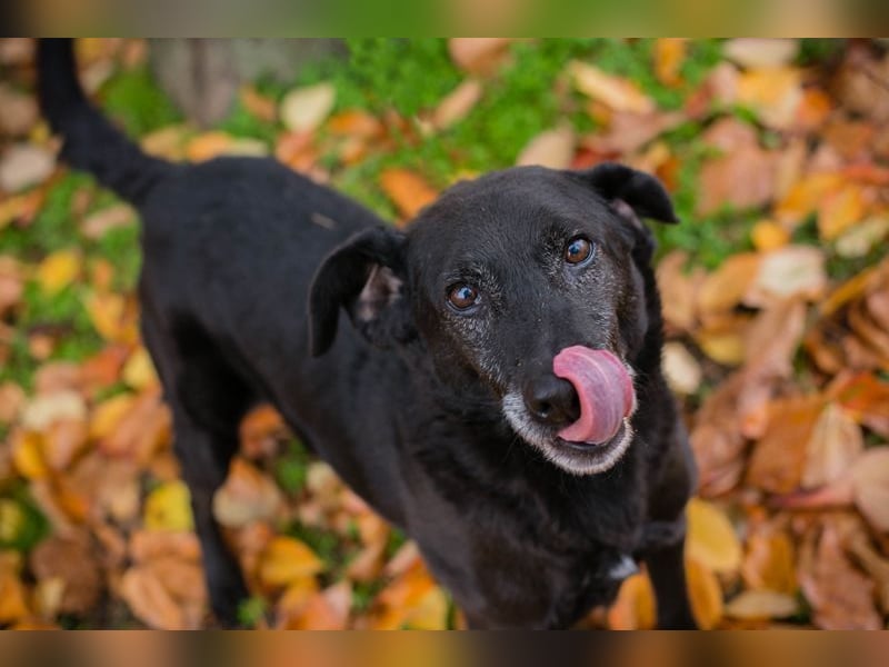 GONZA - der fröhliche, hübsche Rüde sucht unternehmungslustige Menschen!