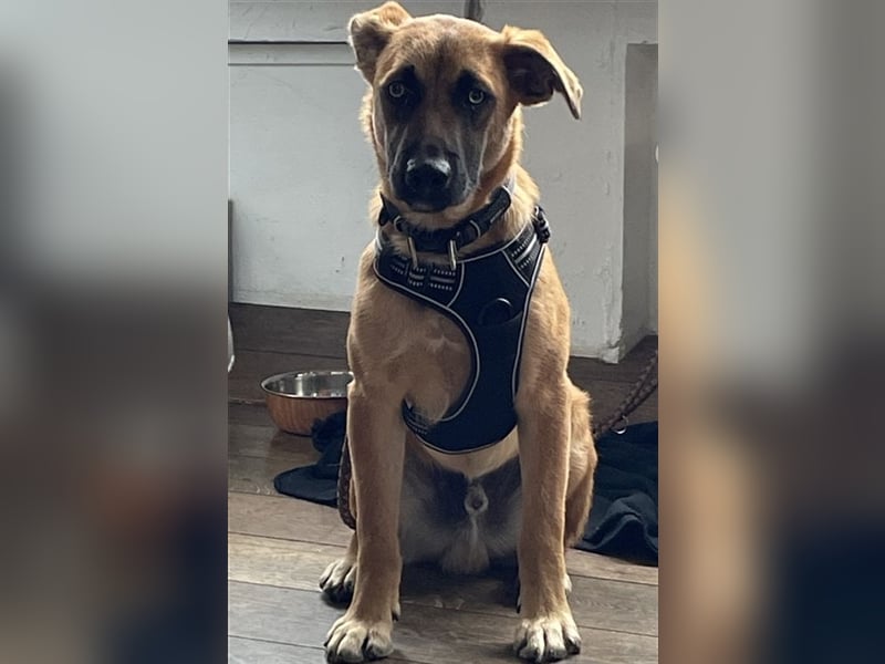 WUSEL - der aktive, freundliche und zugängliche Junge sucht sein Für-Immer Zuhause