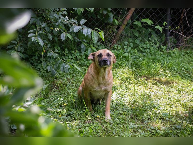 GRETA - die gehorsame und verschmuste Hündin träumt von einem tollen eigenen Zuhause