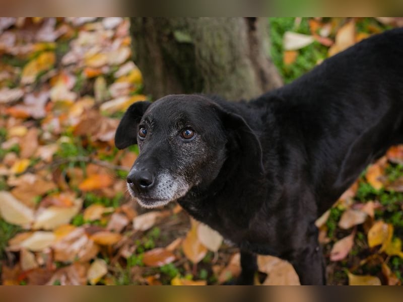 GONZA - der fröhliche, hübsche Rüde sucht unternehmungslustige Menschen!