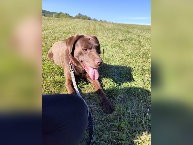 CARLI - der liebe Rüde hat bereits Familienerfahrung und sucht eine aktive, sportliche Familie