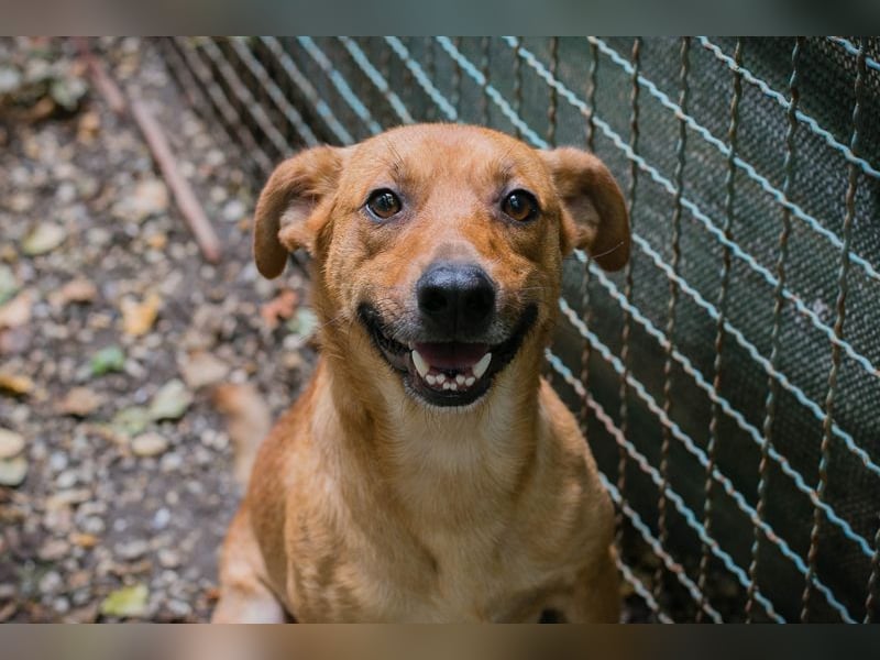 ELIO - der aktive und verspielte, liebe Hundemann möchte mit seinen Menschen die Welt entdecken