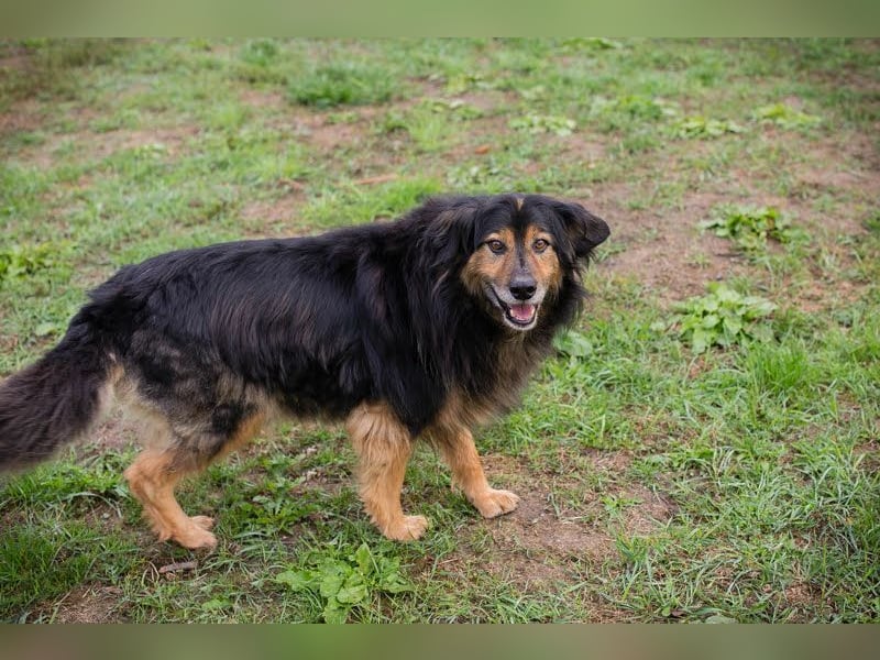 LENNOX - ich suche ein Für-Immer Zuhause bei einfühlsamen Menschen! LENNOX - ich suche ein Für-Immer Zuhause bei einfühlsamen Menschen!