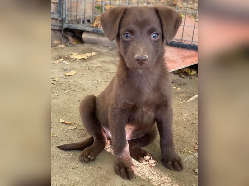 Dijon, geb. ca. 08/2025, lebt in GRIECHENLAND, auf einer privaten Pflegestelle