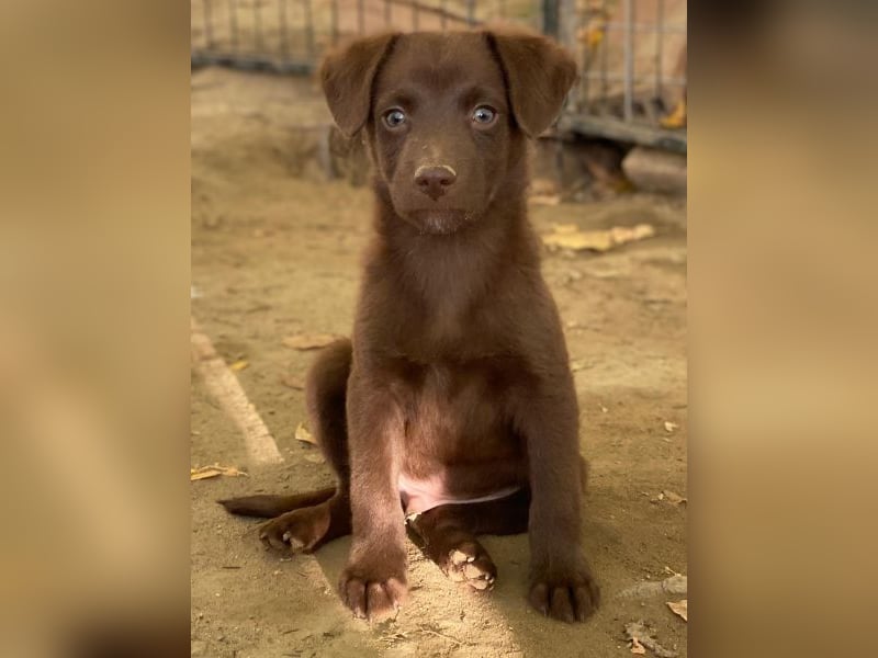 Dijon, geb. ca. 08/2025, lebt in GRIECHENLAND, auf einer privaten Pflegestelle