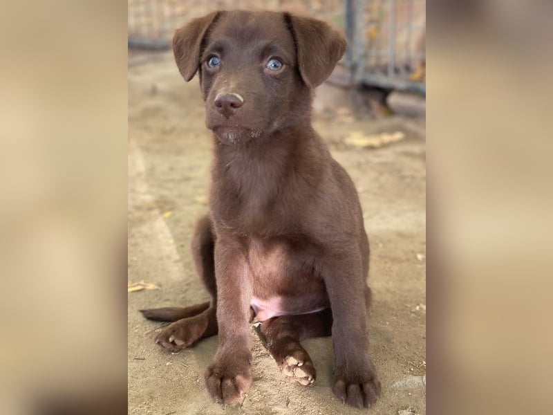 Dijon, geb. ca. 08/2025, lebt in GRIECHENLAND, auf einer privaten Pflegestelle