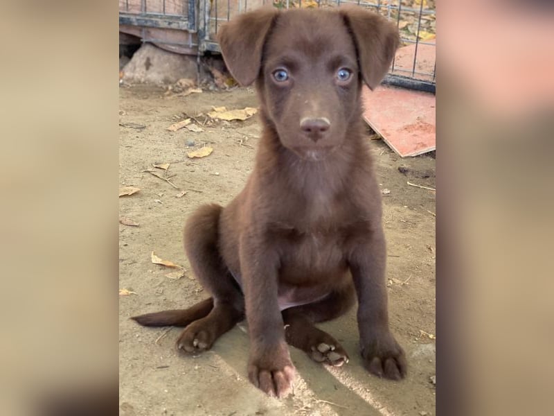 Dijon, geb. ca. 08/2025, lebt in GRIECHENLAND, auf einer privaten Pflegestelle
