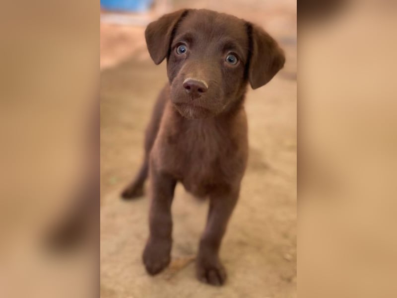 Dijon, geb. ca. 08/2025, lebt in GRIECHENLAND, auf einer privaten Pflegestelle